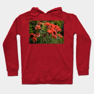 Blood Red Backlit Poppies - rework Hoodie